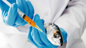 В России в 2023 году зарегистрируют новую вакцину для лососевых рыб